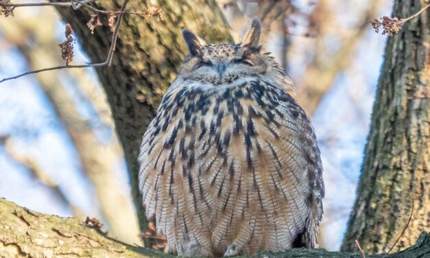 One on One: North Carolina and the World’s Most Famous Bird