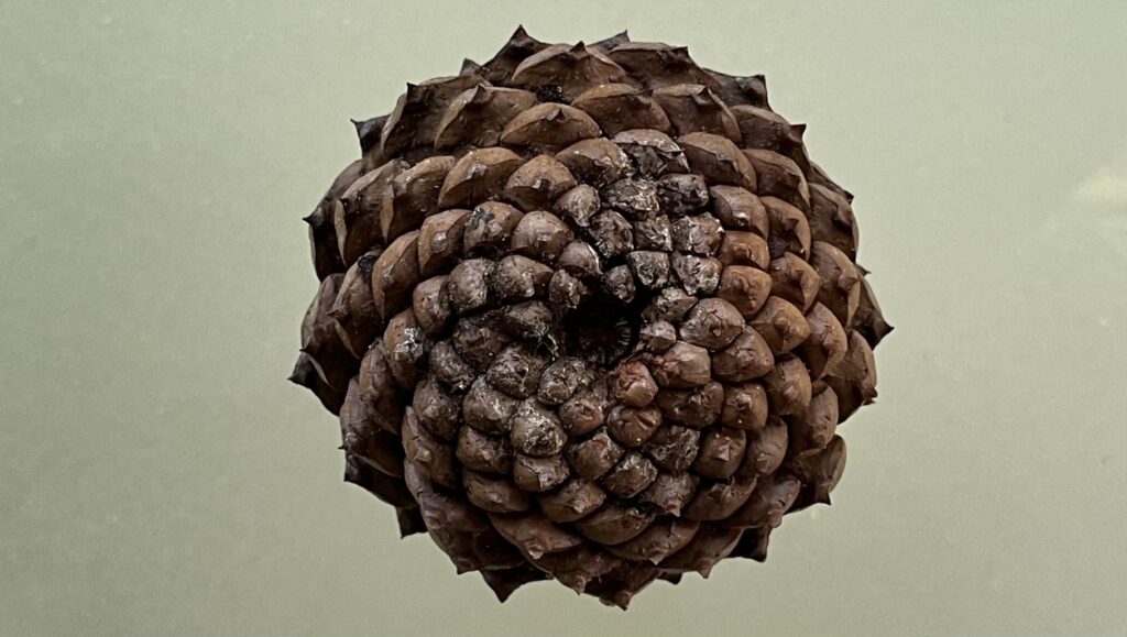The bottom of a dark brown pinecone showing individual scales arranged in a spiralling pattern known as a fractal. Photo by Margot Lester.