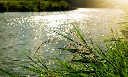 Little Big Moments: River Gifts