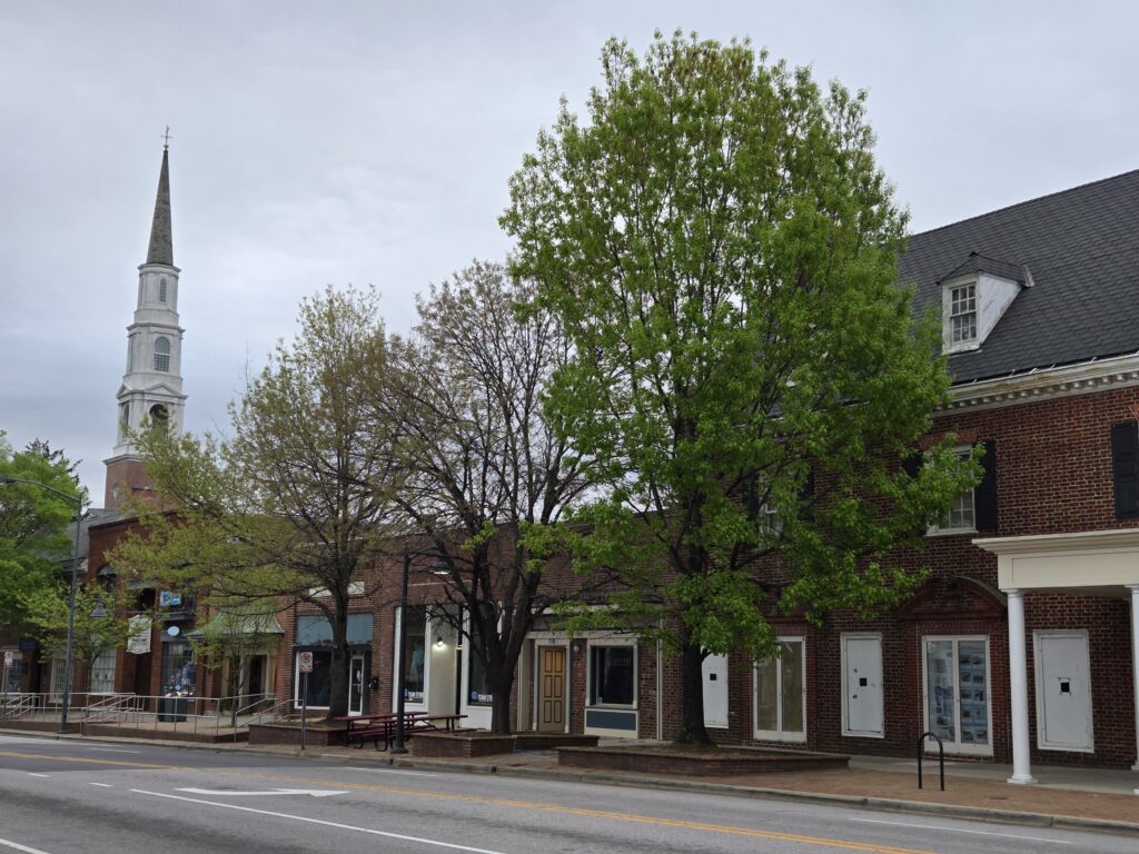 This photograph shows a four-story-high pin oak (Quercus palustris) tree covered with bright green leaves. Next to it are two different species, the Chinese pistache (Pistacia chinensis) and Northern red oak (Quercus rubra), waiting to leaf out. They are in front of a row of storefronts on East Franklin Street in downtown Chapel Hill. Rising on the left is the white steeple of the University United Methodist Church. The image was captured by Geoffrey Neal.