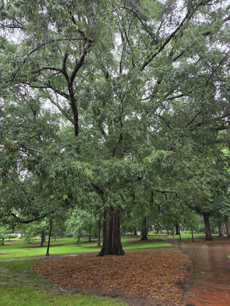 This is a photo by Geoffrey Neal showing the long, narrow leaves of a willow oak (Quercus phellos) on East Franklin Street in Chapel Hill, N.C.