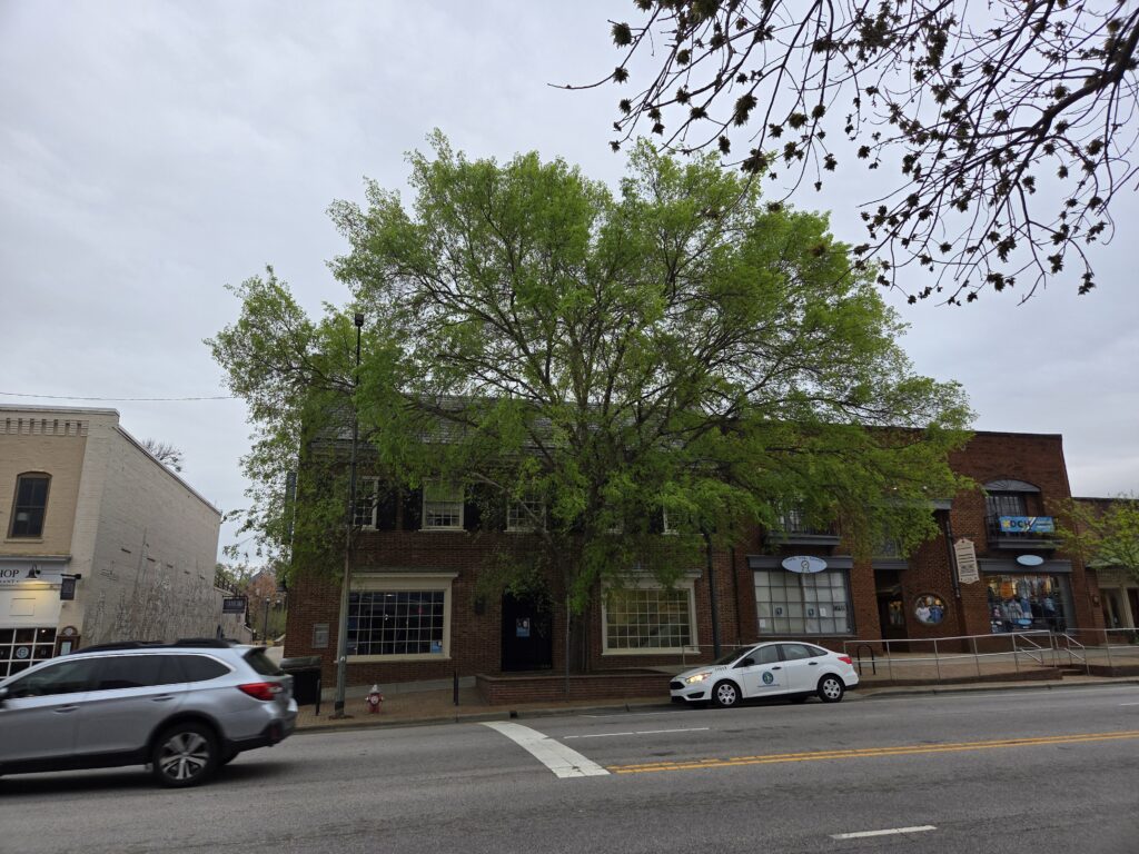 A close-up photo by Geoffrey Neal of an Ironwood (Carpinus caroliniana) tree on East Franklin Street in Chapel Hill, N.C. The bark is dappled shades of gray and white with pale green lichen growing on it, too. The tree's sinewy texture is just visible. In the background are the street, some cars, a few other trees and brick storefronts against a bright blue spring sky.