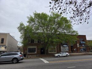 A close-up photo by Geoffrey Neal of an Ironwood (Carpinus caroliniana) tree on East Franklin Street in Chapel Hill, N.C. The bark is dappled shades of gray and white with pale green lichen growing on it, too. The tree's sinewy texture is just visible. In the background are the street, some cars, a few other trees and brick storefronts against a bright blue spring sky.