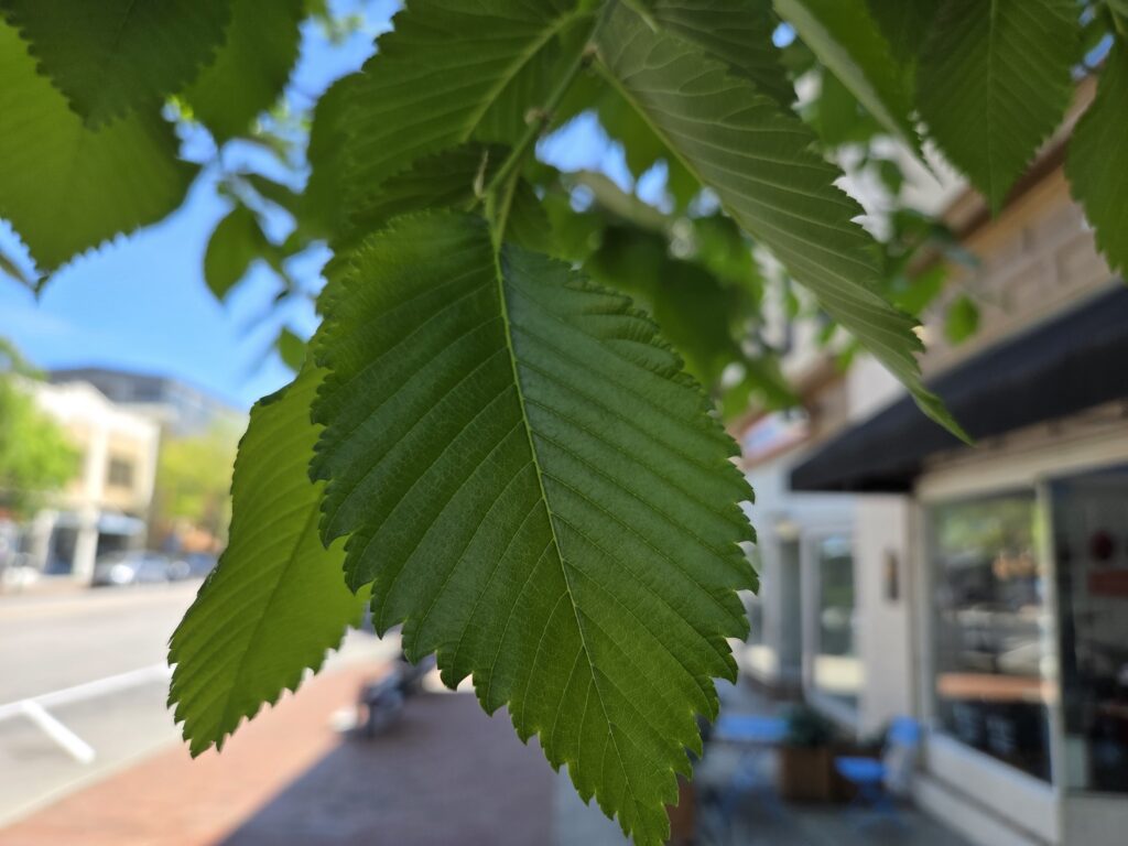 Bright green leaves of the American elm (Ulmus americana) have a chevron pattern that runs along a center line. The green is the same shade as a ripe lime. Storefronts line the sidewalk on the right and the street and shops on the other side are on the right. This photo by Geoffrey Neal was taken in downtown Chapel Hill, N.C.