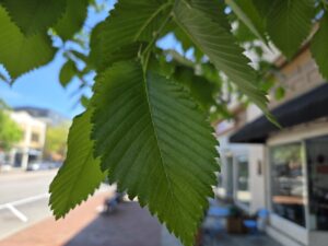 Bright green leaves of the American elm (Ulmus americana) have a chevron pattern that runs along a center line. The green is the same shade as a ripe lime. Storefronts line the sidewalk on the right and the street and shops on the other side are on the right. This photo by Geoffrey Neal was taken in downtown Chapel Hill, N.C.