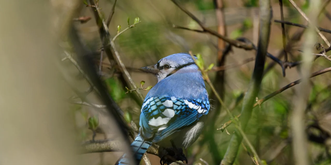 Little Big Moments: Birdsong
