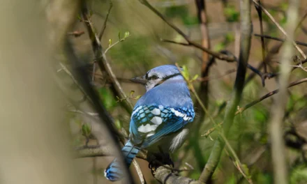 Little Big Moments: Birdsong