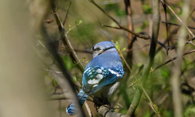 Little Big Moments: Birdsong