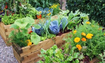 Playing in the Dirt: It’s Not Too Late to Grow Popular Summer Vegetables