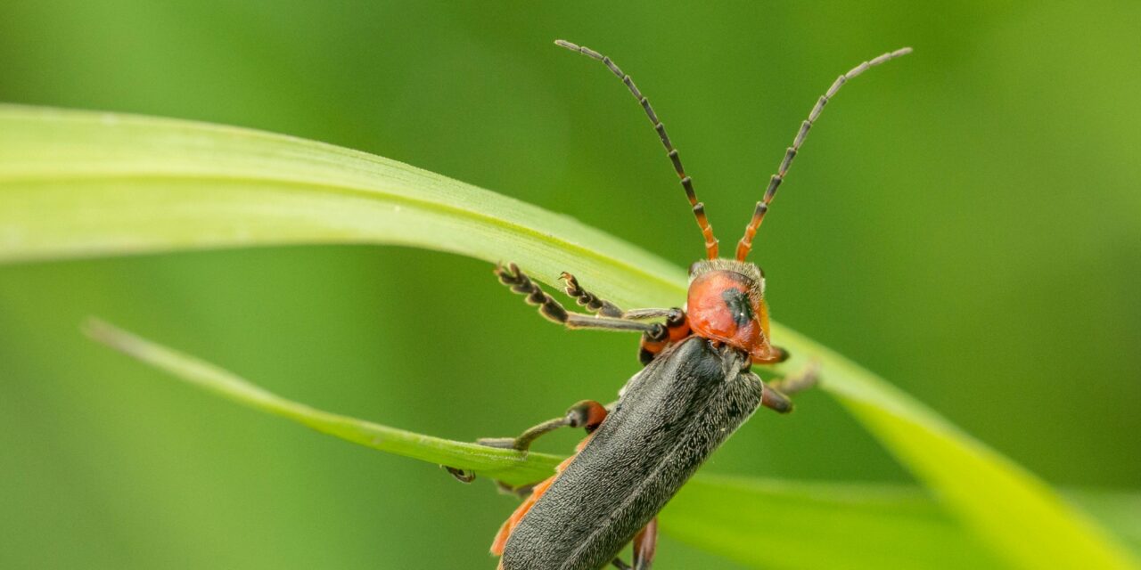 Little Big Moments: Lit by a Firefly