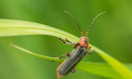 Little Big Moments: Lit by a Firefly