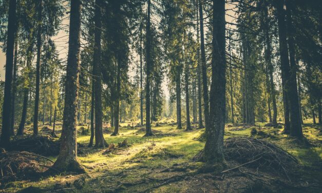 Exploring Your Creative Genius: Room To Grow