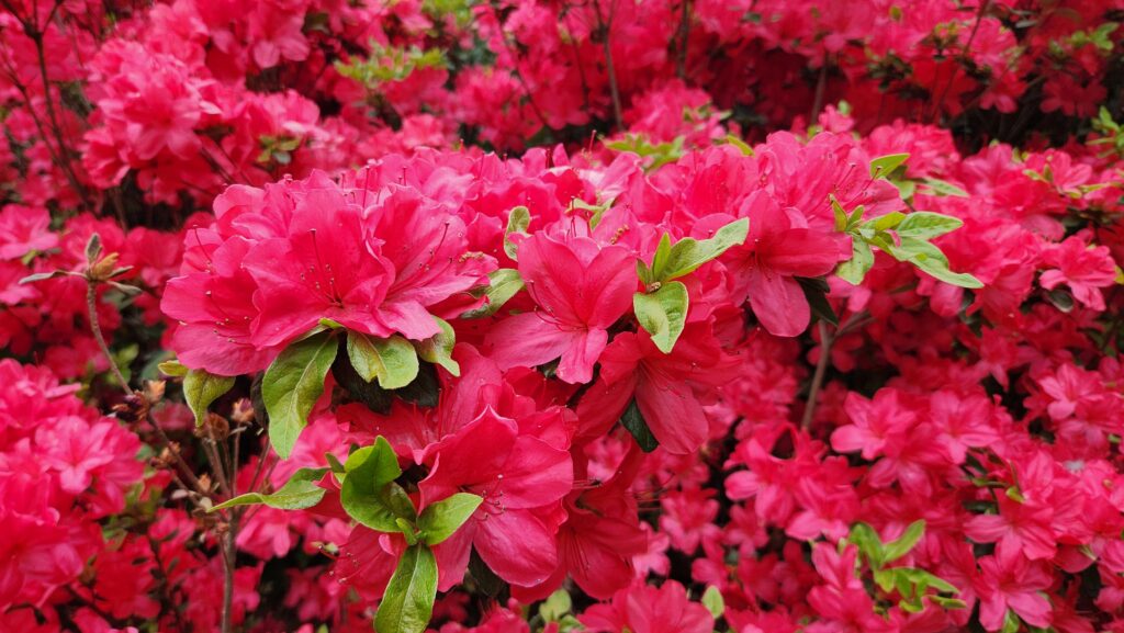 A sea of light magenta azalea flowers fills the frame of this photo by Geoffrey Neal, punctuated occasionally by light green leaves and a few branches with still-to-burst buds.