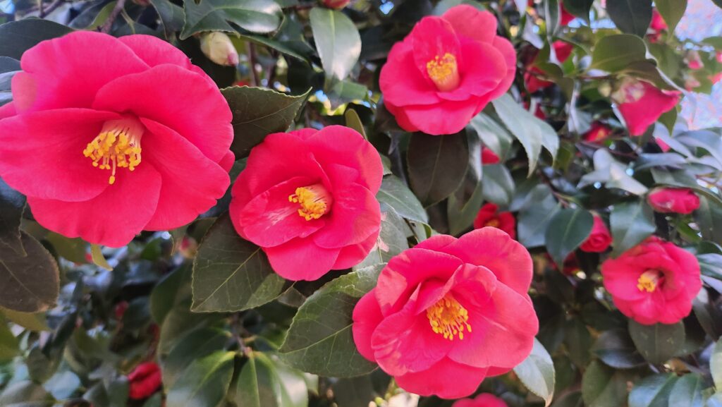 Offset against a background of glossy dark green leaves are four vibrant snow camellia (Camellia japonica) flowers. The petals are a bright magenta surrounding a burst of yellow stamens and stigmas. Photo by Geoffrey Neal.