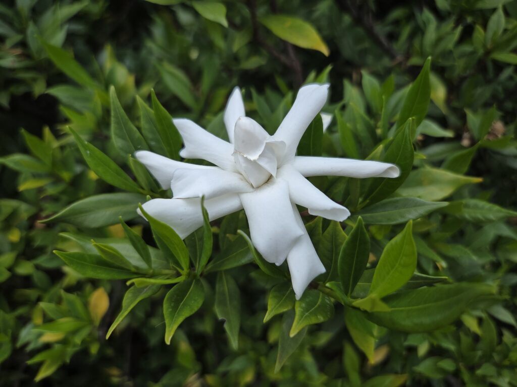 Looking like a star, the milky white flower of a gardenia takes center stage in this photo by Geoffrey Neal. Ten petals radiate from the center cone-shaped bud. The background is filled with the bush’s deep green leaves, a few with tipped tinged yellow.