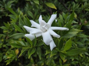 Looking like a star, the milky white flower of a gardenia takes center stage in this photo by Geoffrey Neal. Ten petals radiate from the center cone-shaped bud. The background is filled with the bush’s deep green leaves, a few with tipped tinged yellow.