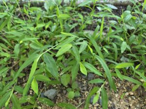 This is a photo by Geoffrey Neal of stiltgrass (Microstegium vimineum), a non-native ground covering grass that has longish stems like stilts with thing oblong green leaves. This patch is covering ground that’s covered with grey chonky gravel and smaller Chapel Hill grit in shades of orange, yellow and red.