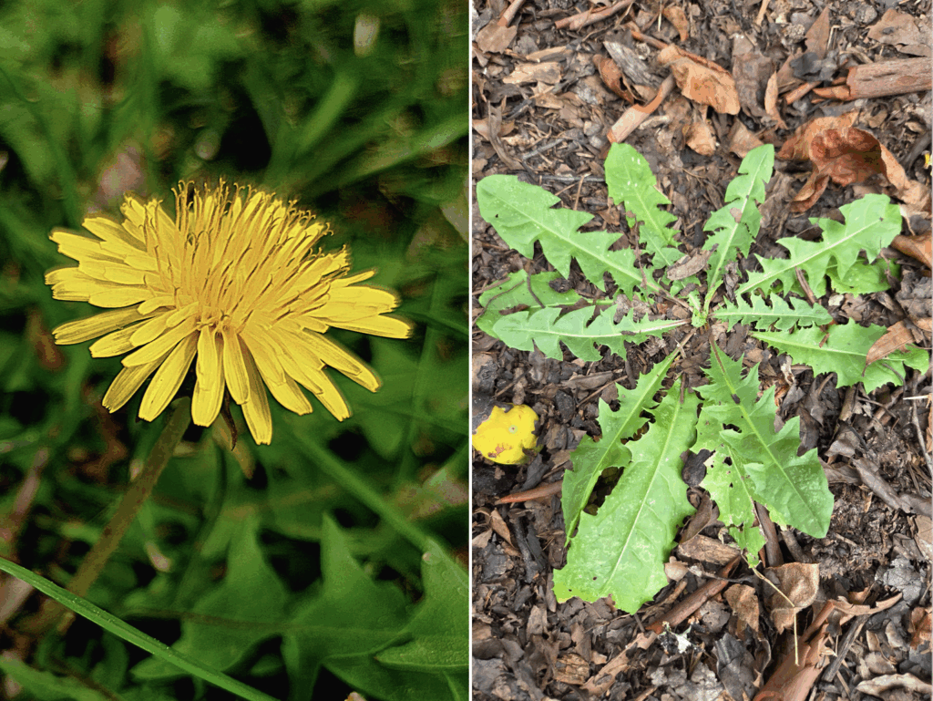 This is a side-by-side photo of dandelions (Taraxacum officinale). On the left is a round bright yellow flower head made up of ray florets against a slightly blurred background of green leaves. Narrow petals (ligules) stretch out horizontally while the anthers are more vertical and tipped with bilobed stigma that curve out in opposite directions. On the right is the dandelion’s distinctive leaves, which look like serrated trowels and spread out along the ground in a circle. This one is against a background of brown and rust leaf litter. Photo by Geoffrey Neal.