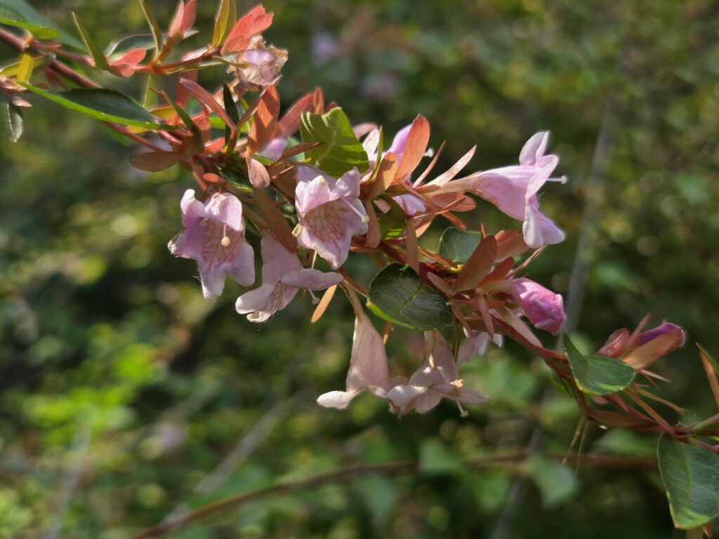 In this photograph by Geoffrey Neal, the sun backlights an arching branch of Glossy abelia (Abelia x grandiflora) full of pale pink bell-shaped flowers, green and bronze leaves. The background is more green garden!