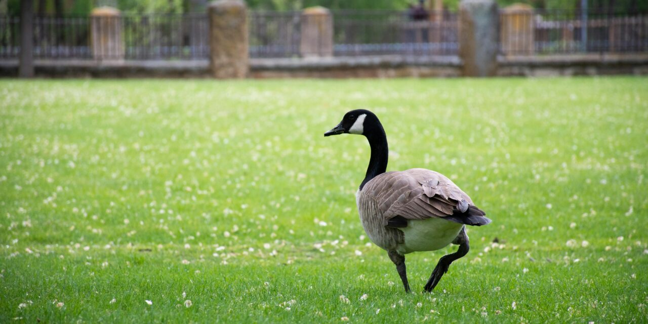 Little Big Moments: Holy Goose