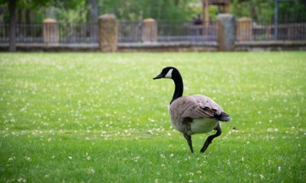Little Big Moments: Holy Goose