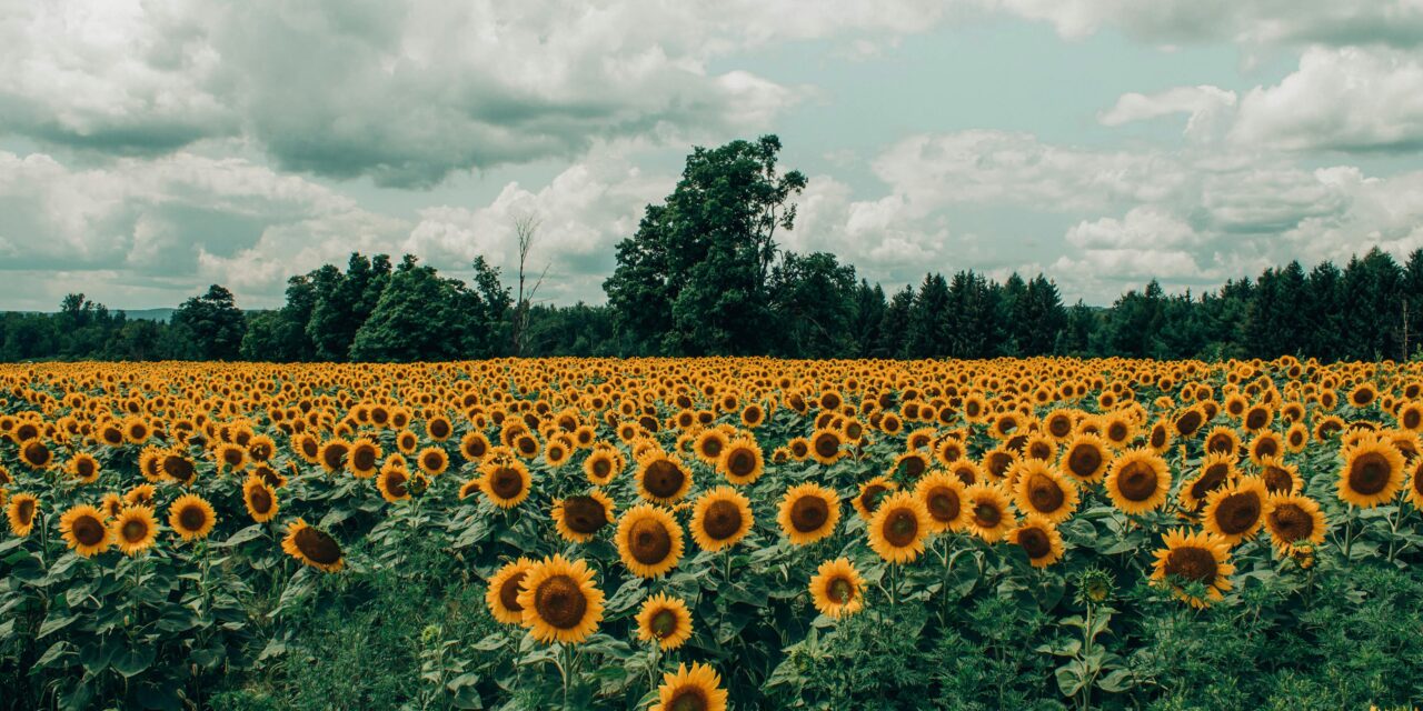 Little Big Moments: Sunflower Prayer