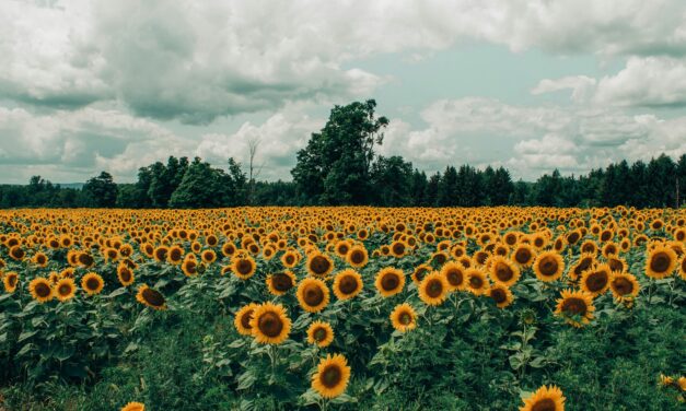 Little Big Moments: Sunflower Prayer