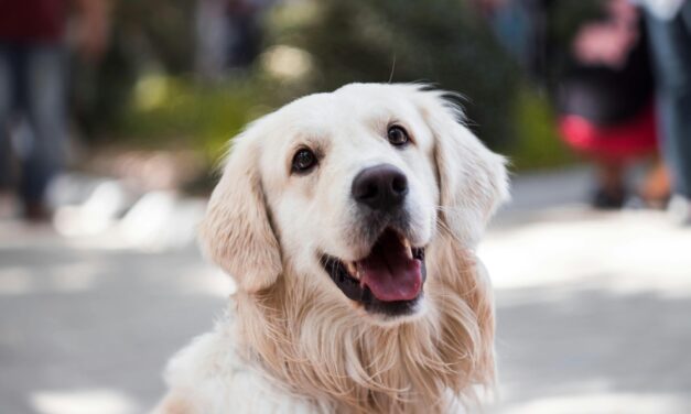 Little Big Moments: A Canine Princess