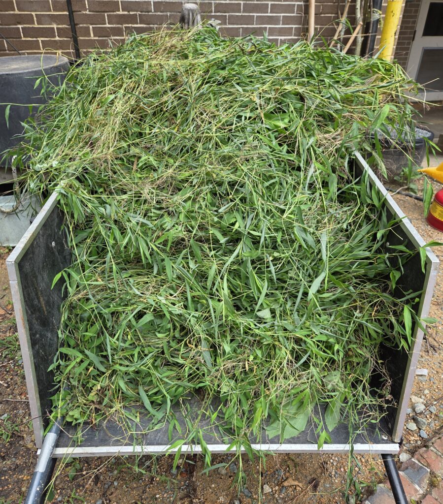 This is a photo by Geoffrey Neal of a cartload of nearly omnipresent stiltgrass, filling almost the entire frame. The background is dirt, brick and some pipes, along with a fuel can and upturned planter.