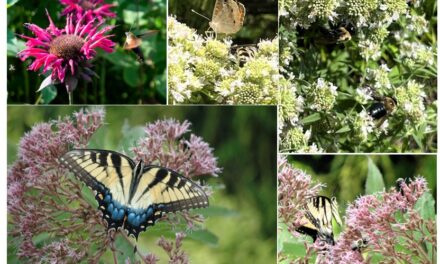 Playing in the Dirt: Count Bees and Butterflies! The Great Southeast Pollinator Census