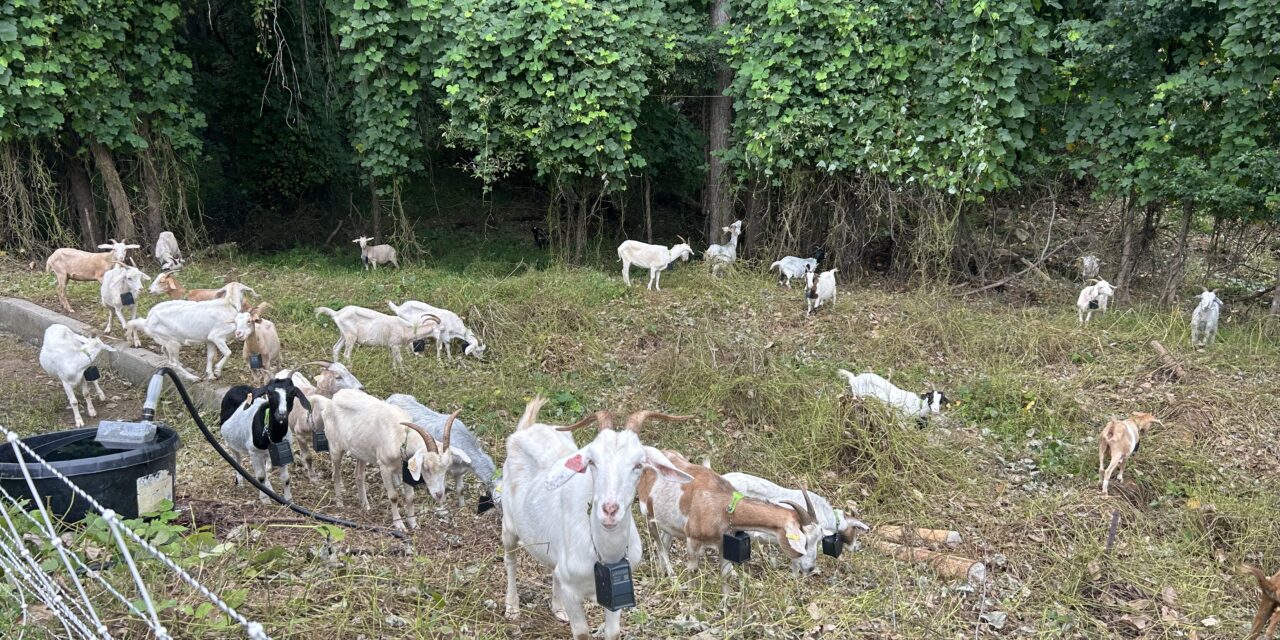 Viral Goats On The Go Help Hillsborough Businesses with Kudzu Removal