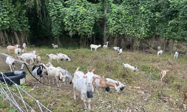 Viral Goats On The Go Help Hillsborough Businesses with Kudzu Removal