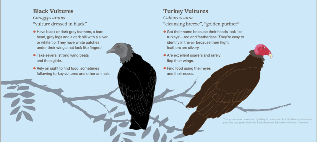 An illustration by Juanita Wrenn showing two vultures sitting on a branch. On the left is a black vulture and on the right is a turkey vulture. The text was written by Margot Lester and reads: Black Vultures (Coragyps aratus) “vulture dressed in black”
Have black or dark gray feathers, a bare head, gray legs and a dark bill with a silver or white tip. They have white patches under their wings that look like fingers!
Take several strong wing beats and then glide.
Rely on sight to find food, sometimes following turkey vultures and other animals. 
Turkey Vultures (Cathartes aura) “cleansing breeze”, “golden purifier”
Got their name because their heads look like turkeys’—red and featherless! They’re easy to identify in the air because their flight feathers are silvery.
Are excellent soarers and rarely flap their wings.
Find food using their eyes and their noses.
