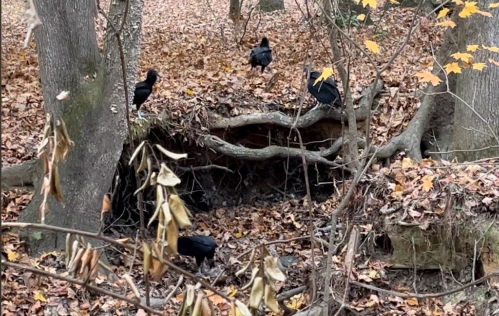This is a photograph by Margot Lester of four black vultures (Coragyps aratus) in the autumn woods of Carrboro, N.C. One is down in the creek bed, taking its turn at a skunk carcass. The other three are up on the bank waiting their turns. 