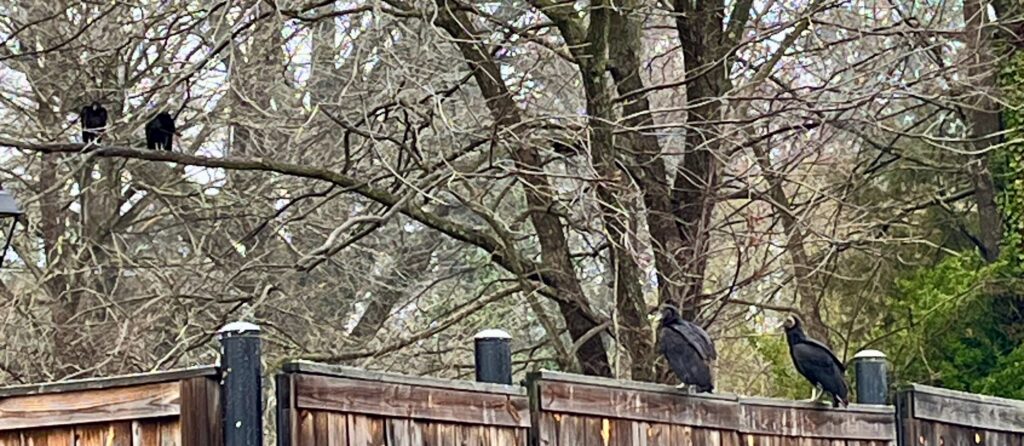 This is a photo of four black vultures (Coragyps aratus) surveying a dumpster shed, two in a tree and two on a fence. 