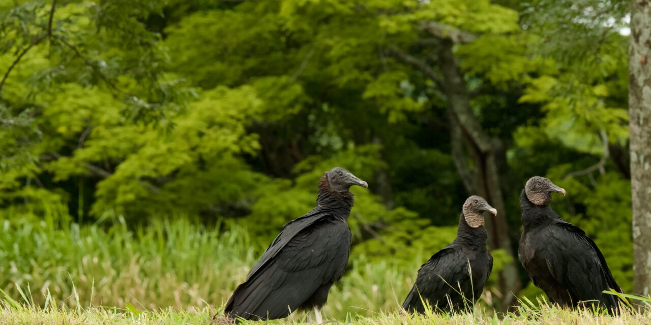 Why Vultures Deserve a Better Reputation