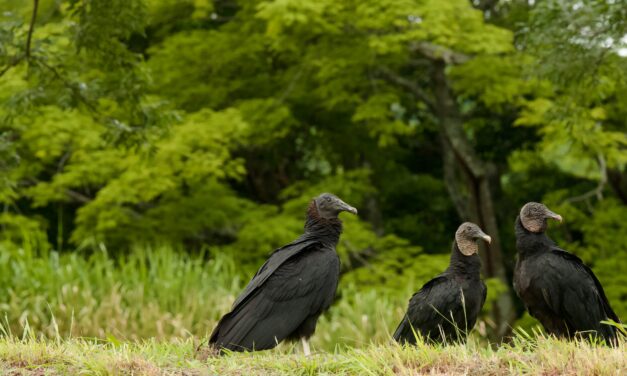 Why Vultures Deserve a Better Reputation