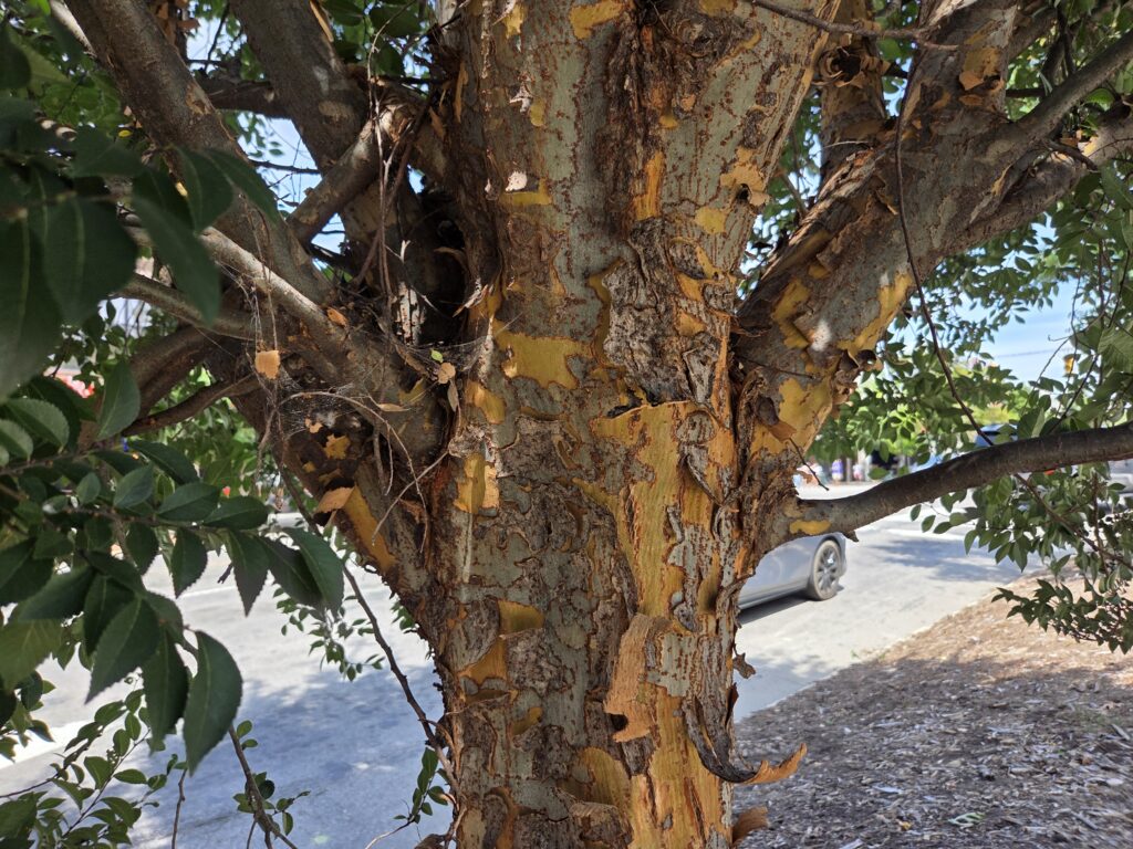This is a close-up photo by Geoffrey Neal of the trunk of a Chinese elm (Ulmus parviflora) in downtown Chapel Hill. It appears flaky with dark peels over a tannish-orange cambium. Some branches and green leaves are also visible, along with the front of a car passing on the street below.