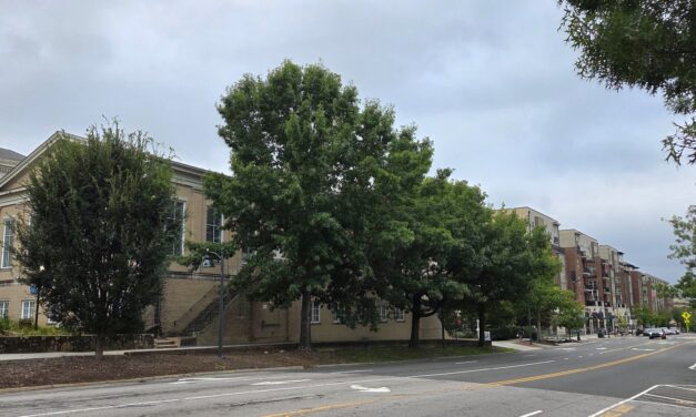 Refugium: More Fun With Franklin Street Trees