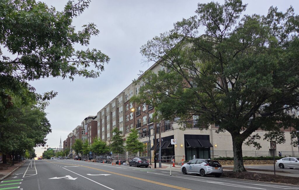 A large pin oak is one of three trees in front of the Panera at the corner of West Franklin and Malette Streets in Downtown Chapel Hill. Cars, streets and parking lots surround the trees, and brick and masonry buildings are in the background. The sky is a light gray.