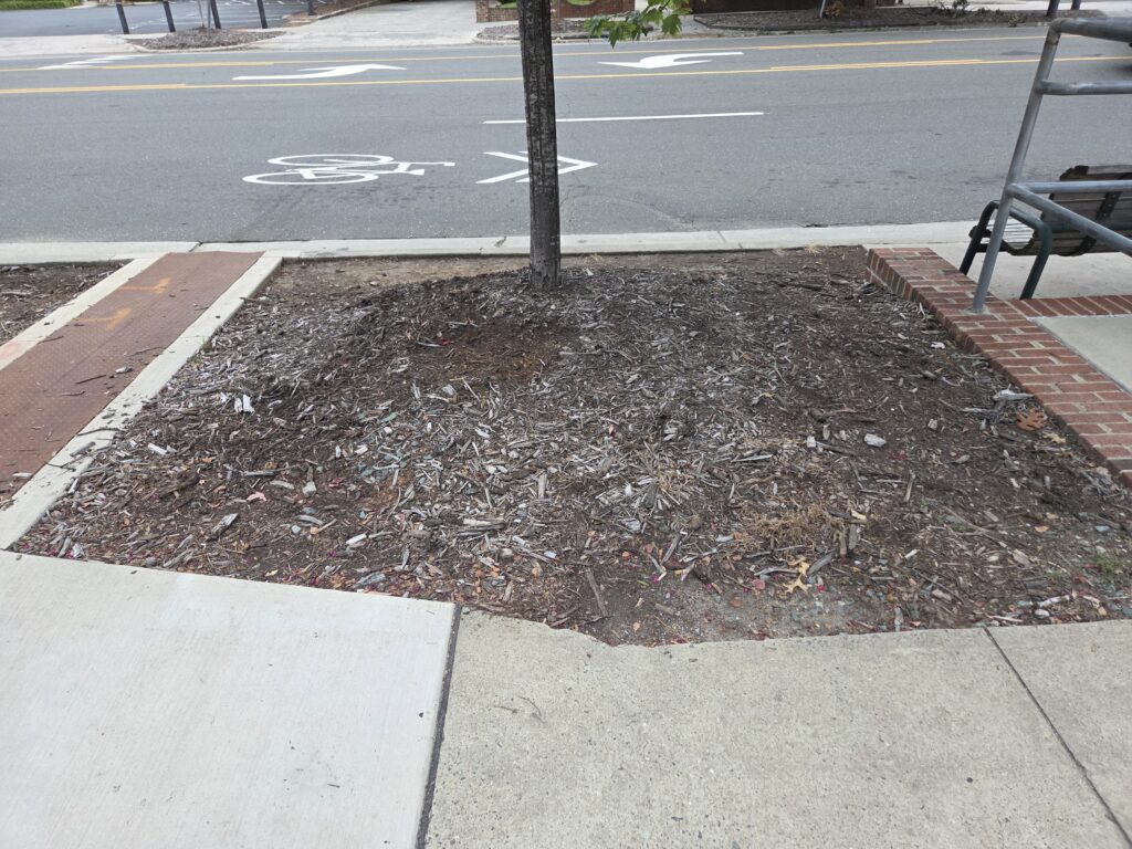 The thin trunk of a maple tree stands amidst a patch of soil and mulch. Around it is a concrete sidewalk, a low-brick wall and West Franklin Street. Photo by Geoffrey Neal.