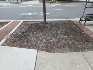 The thin trunk of a maple tree stands amidst a patch of soil and mulch. Around it is a concrete sidewalk, a low-brick wall and West Franklin Street. Photo by Geoffrey Neal.