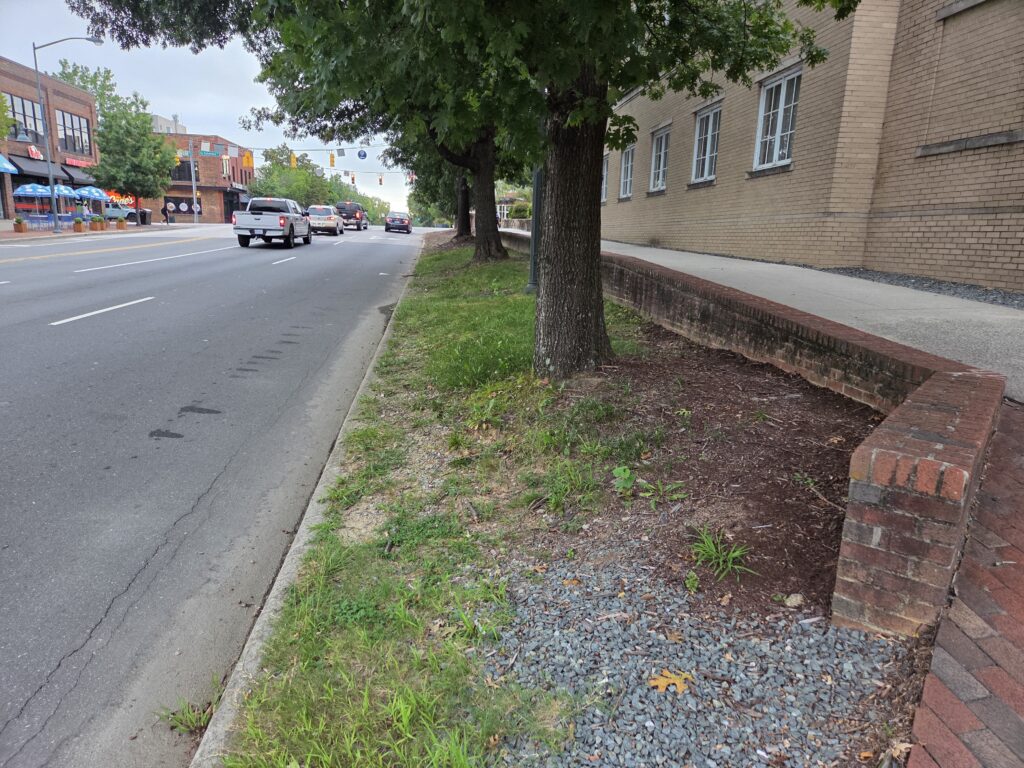 In this photo by Geoffrey Neal of Franklin Street in Chapel Hill, pin oaks (Quercus palustris) grow in soil that allows rainfall to nourish the roots and provides room for them to grow. A low brick wall and sidewalk are to the right under the trees in front of a tan brick building. To the left, a white pickup truck and cars whiz by. Across the street are Carolina blue and white umbrellas shading an outdoor dining area in front of brick storefronts. 