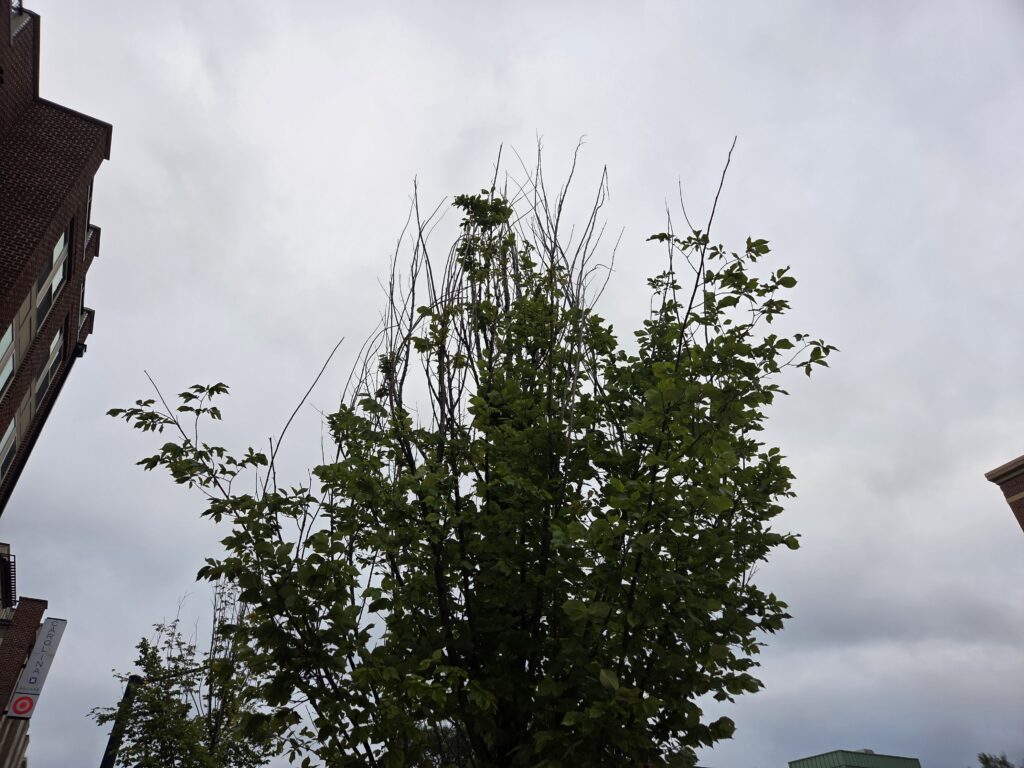 The abnormally narrow tree canopy of what is likely an elm tree rises above West Franklin Street against a cloudy sky in this photo by Geoffrey Neal that illustrates one characteristic of the tree’s ill-health.