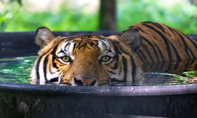 Comedian Marc Maron Will Donate Potential Game Show Winnings to Carolina Tiger Rescue