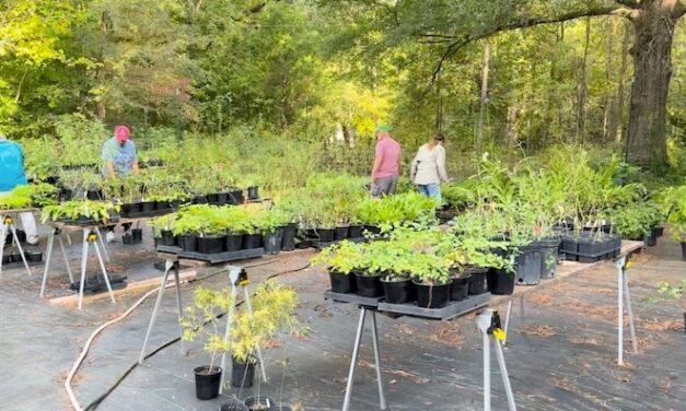 Playing in the Dirt: Don’t Miss Plantfest 2025 on October 11!