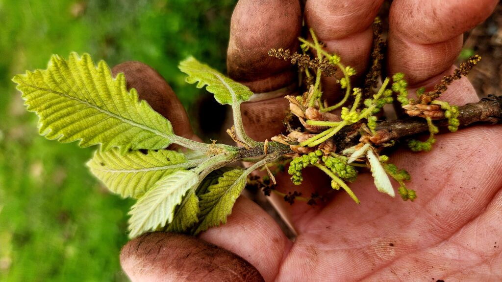A light brown twig with small catkins and pale green serrated leaves ridged like a chevron, is cradled in a slightly calloused white man’s hand. The background is a blurry melange of green. Photo by Geoffrey Neal.