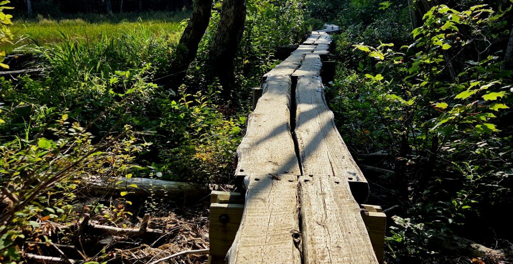 Pale gray-ish worn live-edge boards form a walkway through underbrush and tree trunks along a partially shaded path in this photo by Geoffrey Neal.