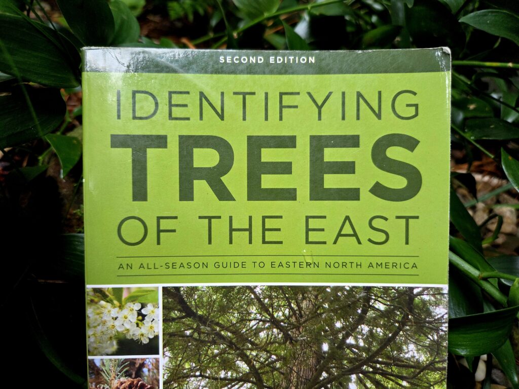 A paperback book, slightly worn, lies against glossy dark green leaves and some brown leaf litter. The top of the cover is bright green with “second edition” in white block letters at the very top and “Identifying Trees of the East. An All-Season Guide to Eastern North America” in olive green capital letters below it. Photo by Geoffrey Neal.