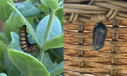 Little Big Moments: Milkweed Journal